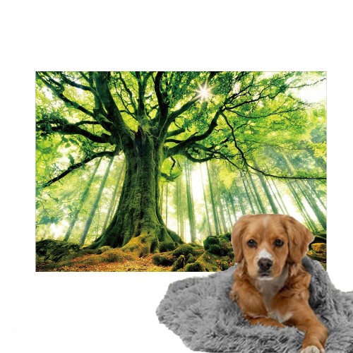 Ulticool - Deken Hondenmand - Hond Kat Poes - Boom Kracht Natuur Licht Bos - Fleece - Plaid op Bank - Mat Kussen - Achterbank Auto Kofferbak - Accessoire Dierenprint Versiering